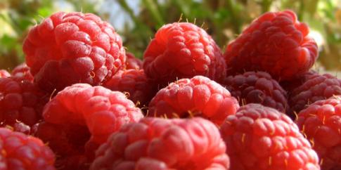 Recepti HR - maline Maline