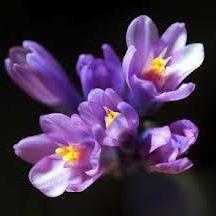 Slika korisnika Violeta Baboska's