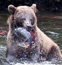 Slika korisnika Whitefish Alaska's