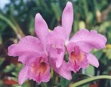 Slika korisnika orhideja's